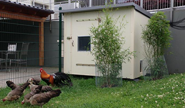 glückliche Hühner im Heinicoop tres Geflügelstall